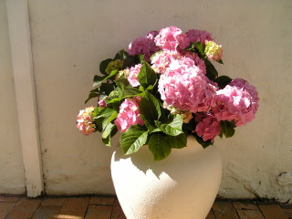 �t���[��