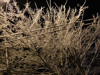 �t���[��