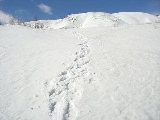 �t���[��