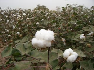 �ȉԔ� in ����