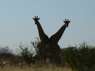 �t���[��