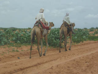 �t���[��