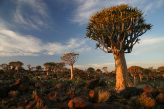 �t���[��