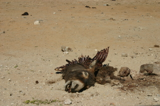 �t���[��