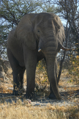 �t���[��