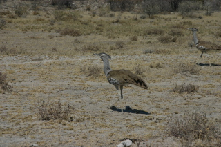 �t���[��