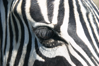 �t���[��