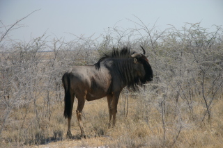 �t���[��