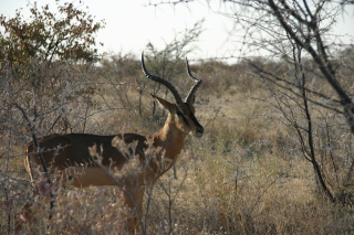 �t���[��