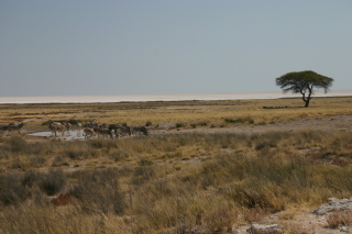 �t���[��