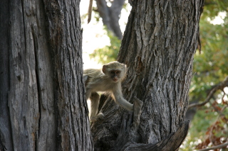 �t���[��