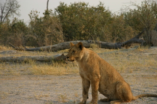 �t���[��