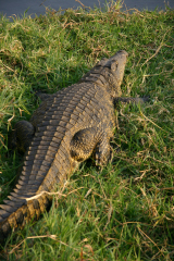 �t���[��