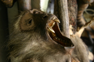 �t���[��