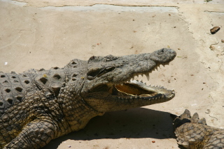 �t���[��