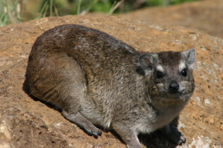 �t���[��