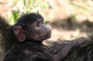 �t���[��