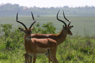 �t���[��