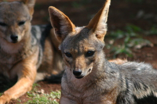 �t���[��