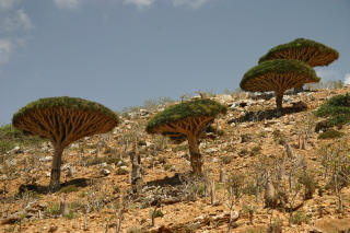 �������̐X