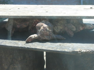 �t���[��