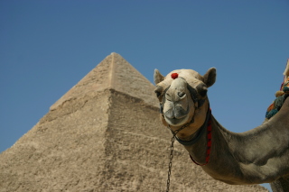 �M�U�̃s���~�b�h