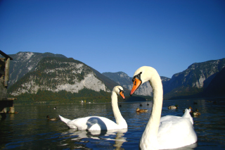 �n���V���^�b�g��