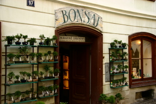 �`�F�R�̖~�̓V���b�v